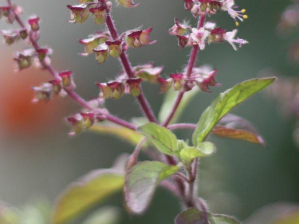 Studie Tulsi, indischer Basilikum