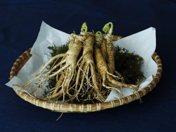 drhohmuth-urologe.de - studie zu ginseng